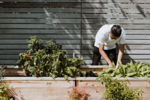 Terrain ou potager?